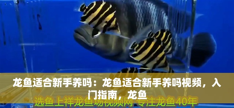 龍魚適合新手養嗎：龍魚適合新手養嗎視頻，入門指南，龍魚