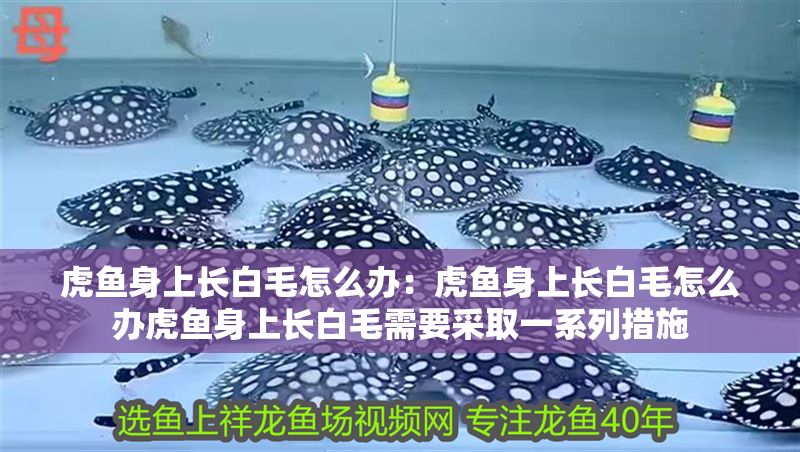 虎魚身上長白毛怎么辦：虎魚身上長白毛怎么辦虎魚身上長白毛需要采取一系列措施