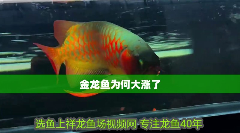 金龍魚為何大漲了