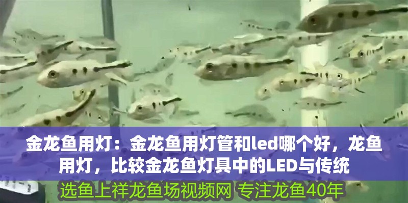 金龍魚用燈:金龍魚用燈管和led哪個好,龍魚用燈,比較金龍魚燈具中的LED與傳統 水族問答 金龍魚用燈:金龍魚用燈管和led哪個好,龍魚用燈,比較金龍魚燈具中的LED與傳統 金龍魚用燈:金龍魚用燈管和led哪個好,龍魚用燈,比較金龍魚燈具中的LED與傳統 水族問答