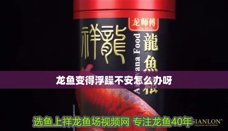 龍魚變得浮躁不安怎么辦呀