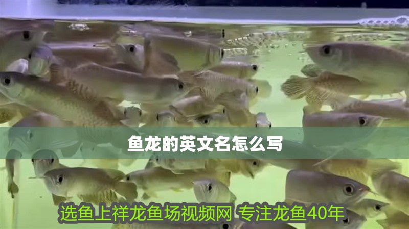 魚龍的英文名怎么寫