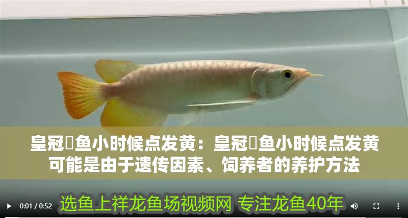 皇冠魟魚小時候點發(fā)黃：皇冠魟魚小時候點發(fā)黃可能是由于遺傳因素、飼養(yǎng)者的養(yǎng)護方法