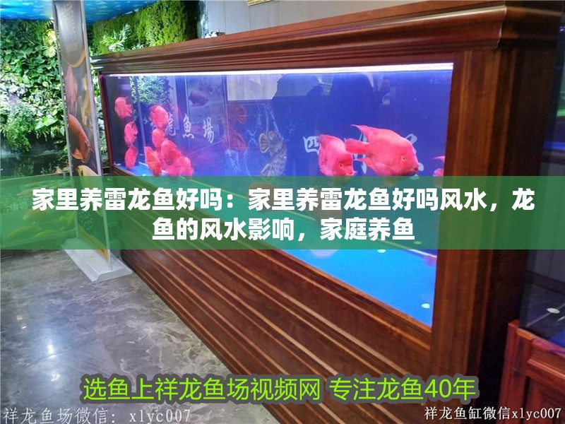 家里養雷龍魚好嗎：家里養雷龍魚好嗎風水，龍魚的風水影響，家庭養魚