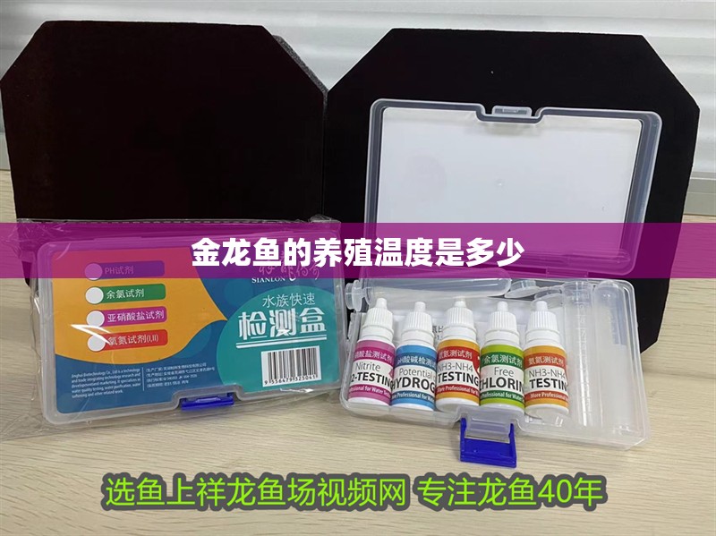 金龍魚的養殖溫度是多少