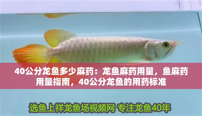40公分龍魚多少麻藥：龍魚麻藥用量，魚麻藥用量指南，40公分龍魚的用藥標準 40公分龍魚多少麻藥：龍魚麻藥用量，魚麻藥用量指南，40公分龍魚的用藥標準 水族問答
