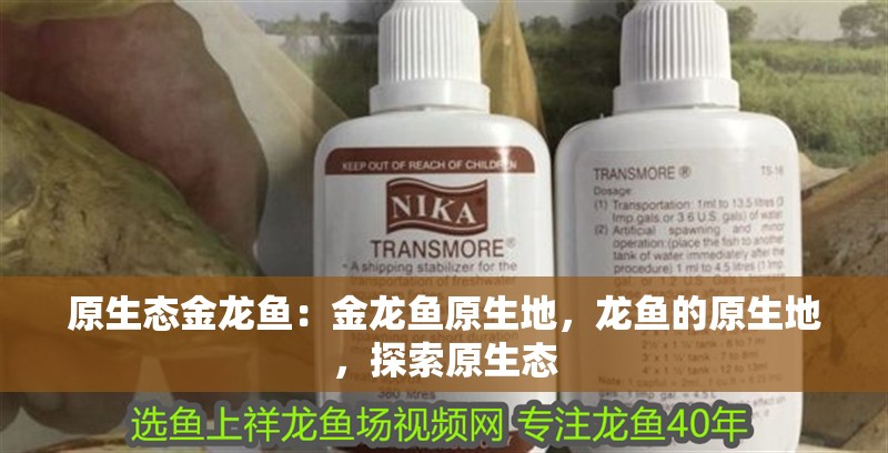 原生態金龍魚：金龍魚原生地，龍魚的原生地，探索原生態