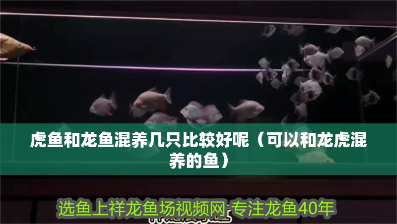 虎魚和龍魚混養(yǎng)幾只比較好呢（可以和龍虎混養(yǎng)的魚）