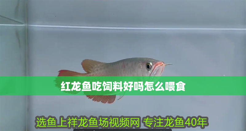 紅龍魚吃飼料好嗎怎么喂食