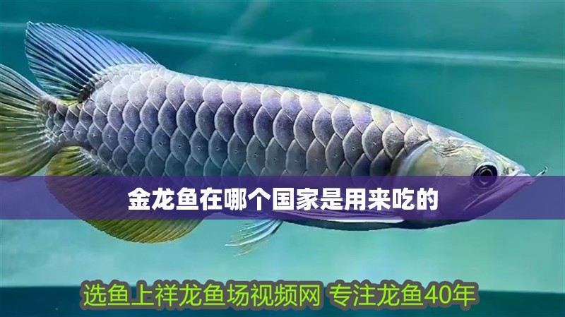 金龍魚在哪個國家是用來吃的