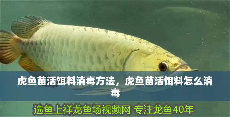 虎魚苗活餌料消毒方法，虎魚苗活餌料怎么消毒 虎魚苗活餌料消毒方法，虎魚苗活餌料怎么消毒 虎魚百科 第1張