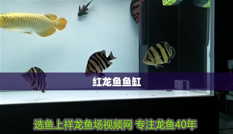 紅龍魚魚缸 龍魚百科 第2張 紅龍魚魚缸 紅龍魚魚缸 龍魚百科 第2張