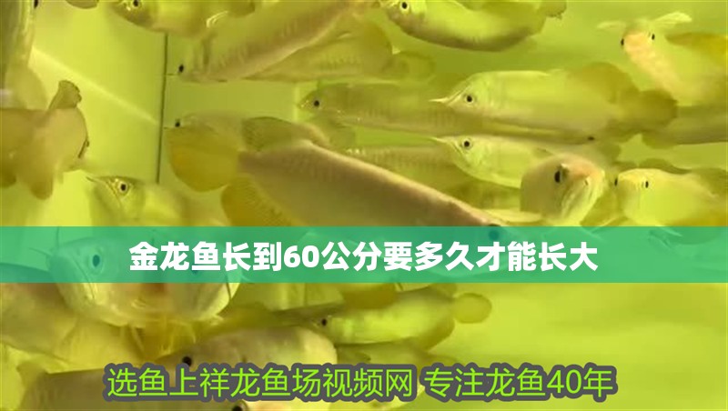 金龍魚長到60公分要多久才能長大 金龍魚長到60公分要多久才能長大 龍魚百科 第4張