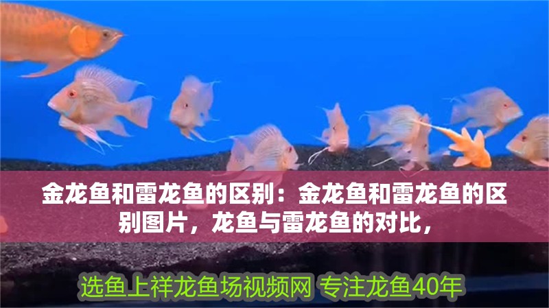 金龍魚和雷龍魚的區別：金龍魚和雷龍魚的區別圖片，龍魚與雷龍魚的對比， 金龍魚和雷龍魚的區別：金龍魚和雷龍魚的區別圖片，龍魚與雷龍魚的對比， 水族問答