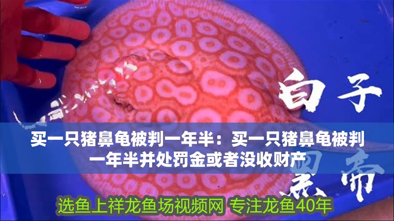 買一只豬鼻龜被判一年半：買一只豬鼻龜被判一年半并處罰金或者沒收財產(chǎn)