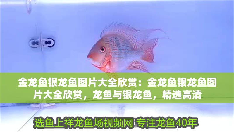 金龍魚銀龍魚圖片大全欣賞：金龍魚銀龍魚圖片大全欣賞，龍魚與銀龍魚，精選高清 金龍魚銀龍魚圖片大全欣賞：金龍魚銀龍魚圖片大全欣賞，龍魚與銀龍魚，精選高清 水族問答