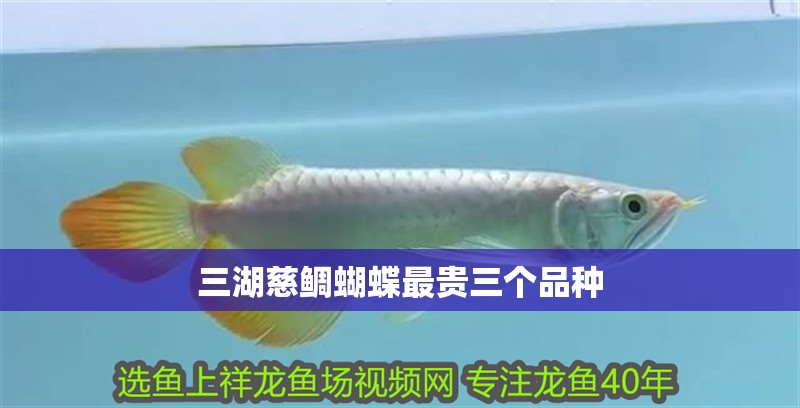 紅龍魚用黃燈烤有用嗎 三湖慈鯛蝴蝶最貴三個品種 龍魚論壇 三湖慈鯛蝴蝶最貴三個品種 三湖慈鯛蝴蝶最貴三個品種 龍魚論壇