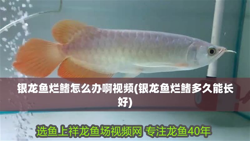 銀龍魚爛鰭怎么辦啊視頻(銀龍魚爛鰭多久能長好)