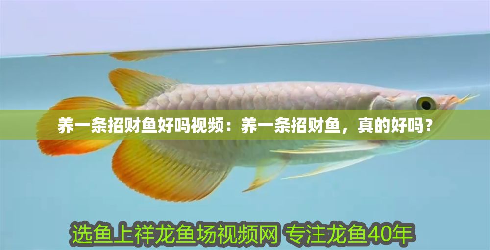 養一條招財魚好嗎視頻：養一條招財魚，真的好嗎？