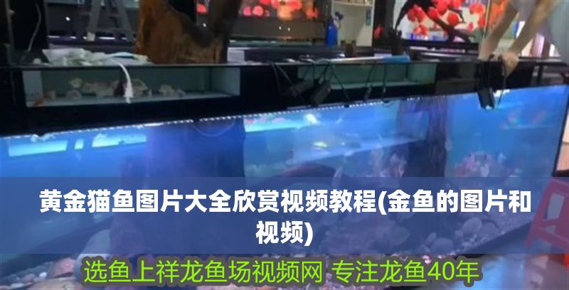 黃金貓魚圖片大全欣賞視頻教程(金魚的圖片和視頻)