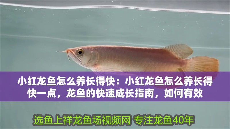 小紅龍魚怎么養長得快：小紅龍魚怎么養長得快一點，龍魚的快速成長指南，如何有效