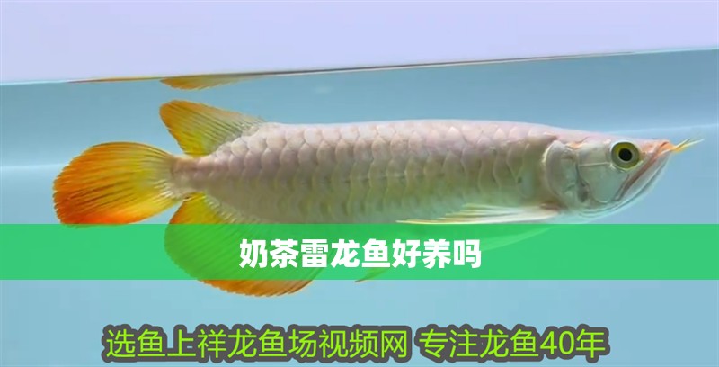 奶茶雷龍魚好養嗎 奶茶雷龍魚好養嗎 龍魚百科 第4張