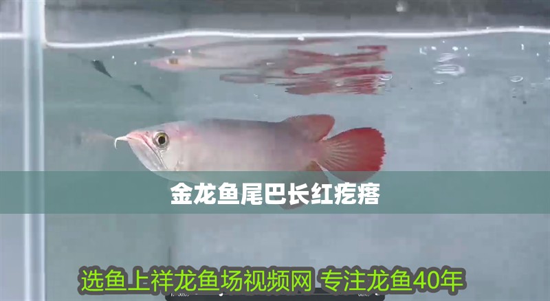 金龍魚尾巴長紅疙瘩 龍魚百科 第2張 金龍魚尾巴長紅疙瘩 金龍魚尾巴長紅疙瘩 龍魚百科 第2張