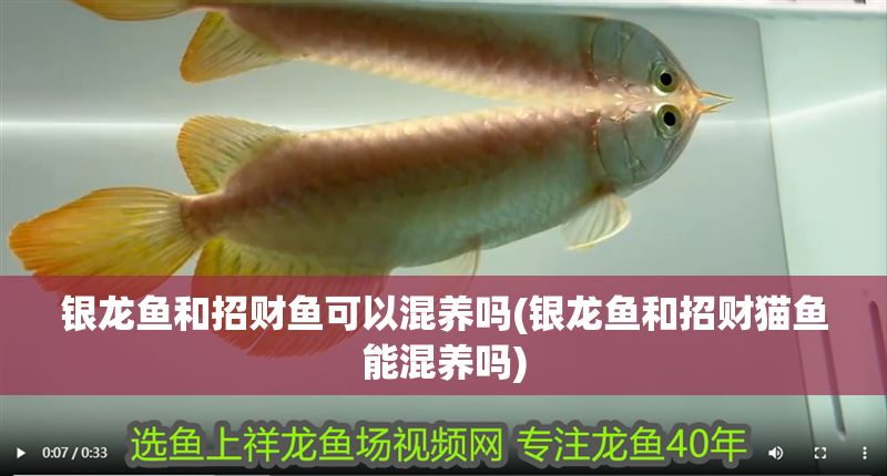 銀龍魚和招財魚可以混養嗎(銀龍魚和招財貓魚能混養嗎) 銀龍魚和招財魚可以混養嗎(銀龍魚和招財貓魚能混養嗎) 銀龍魚百科 第1張