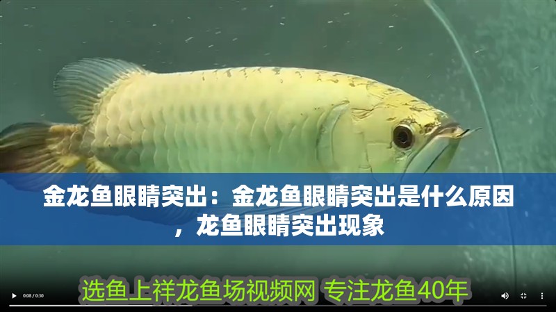 金龍魚眼睛突出：金龍魚眼睛突出是什么原因，龍魚眼睛突出現(xiàn)象