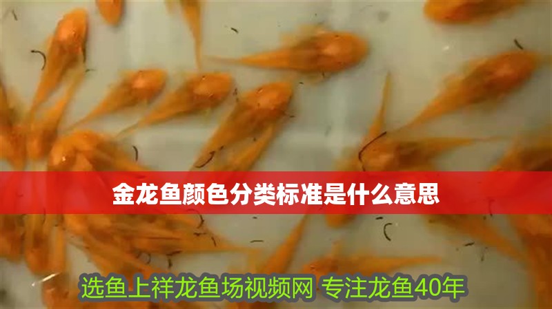金龍魚顏色分類標(biāo)準(zhǔn)是什么意思