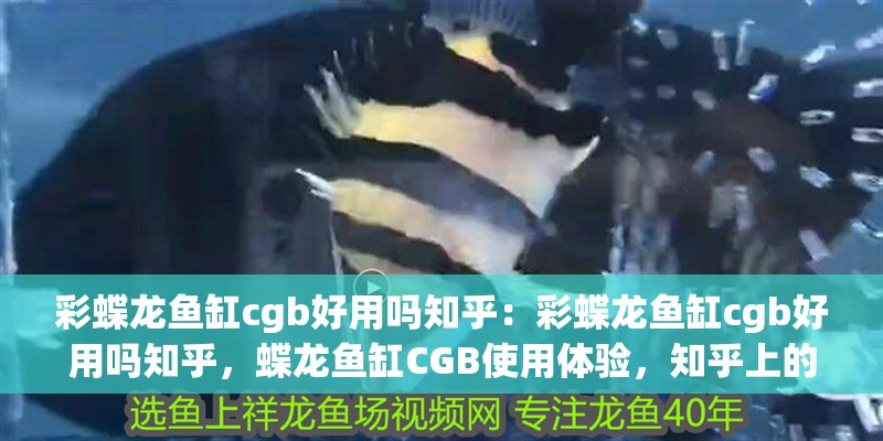 彩蝶龍魚缸cgb好用嗎知乎：彩蝶龍魚缸cgb好用嗎知乎，蝶龍魚缸CGB使用體驗，知乎上的用戶評價及效果