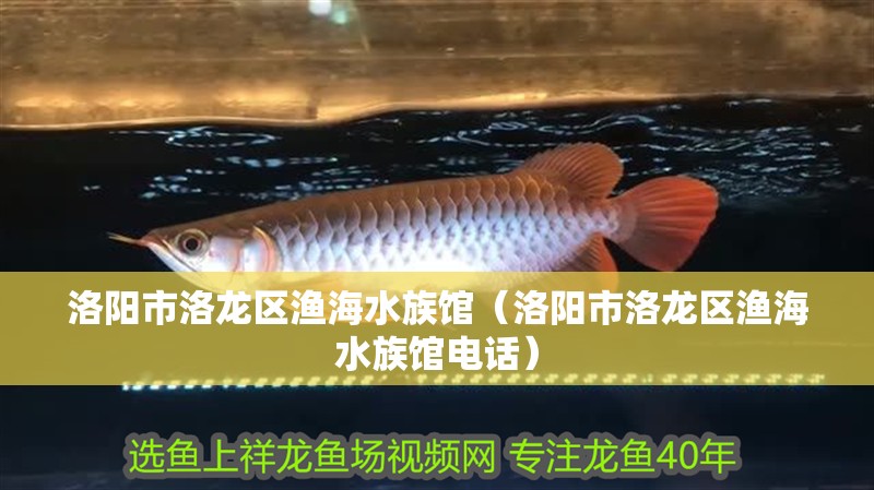 洛陽市洛龍區(qū)漁海水族館（洛陽市洛龍區(qū)漁海水族館電話） 洛陽市洛龍區(qū)漁海水族館（洛陽市洛龍區(qū)漁海水族館電話） 全國水族館企業(yè)名錄 第2張