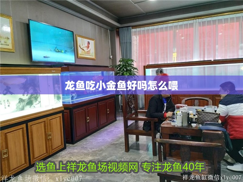 龍魚吃小金魚好嗎怎么喂