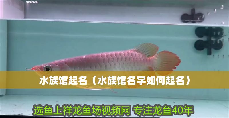 水族館起名（水族館名字如何起名）