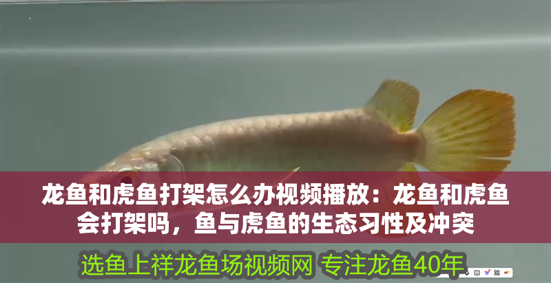 龍魚和虎魚打架怎么辦視頻播放：龍魚和虎魚會(huì)打架嗎，魚與虎魚的生態(tài)習(xí)性及沖突
