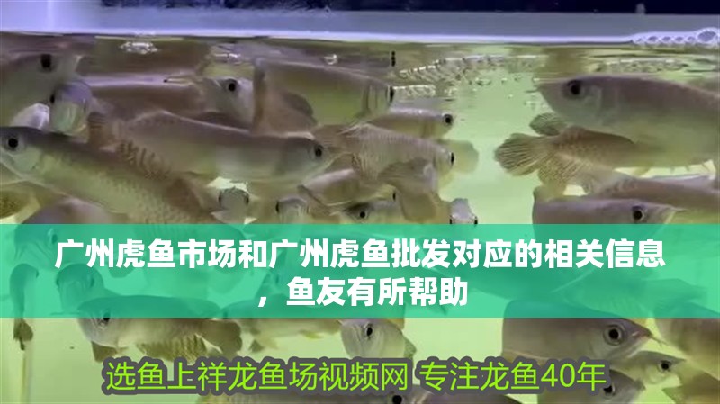 廣州虎魚市場和廣州虎魚批發對應的相關信息，魚友有所幫助