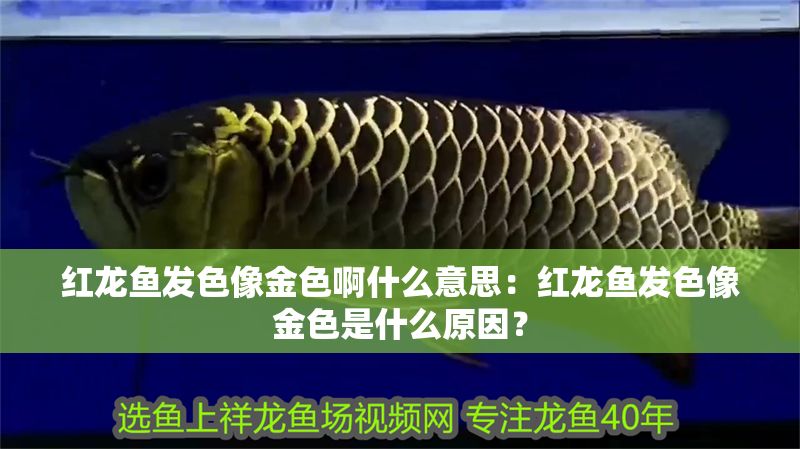 紅龍魚發色像金色啊什么意思：紅龍魚發色像金色是什么原因？