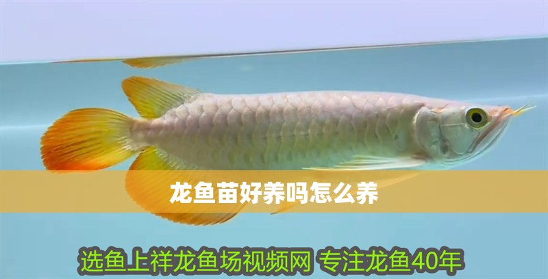 龍魚(yú)苗好養(yǎng)嗎怎么養(yǎng)