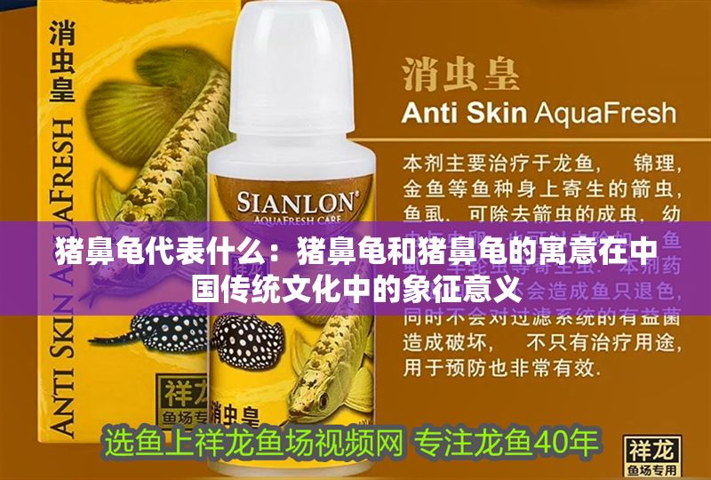 豬鼻龜代表什么：豬鼻龜和豬鼻龜的寓意在中國傳統(tǒng)文化中的象征意義