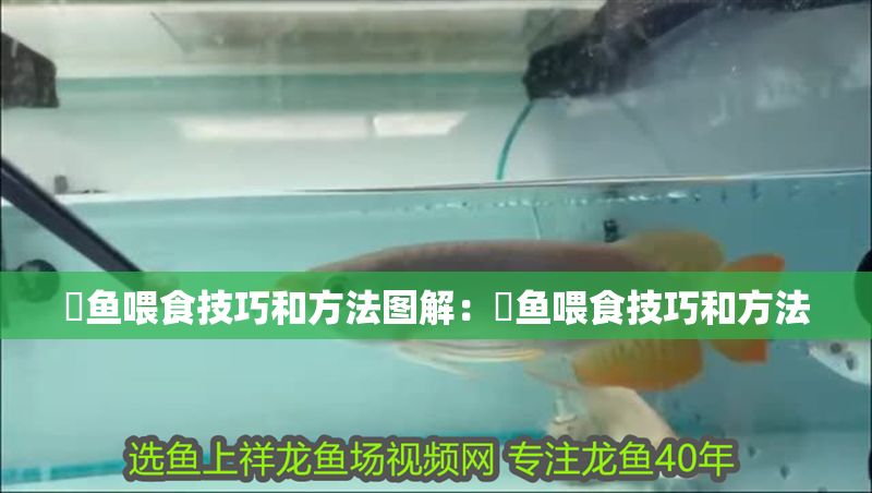 魟魚喂食技巧和方法圖解：魟魚喂食技巧和方法
