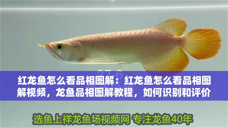 紅龍魚怎么看品相圖解：紅龍魚怎么看品相圖解視頻，龍魚品相圖解教程，如何識別和評價紅龍