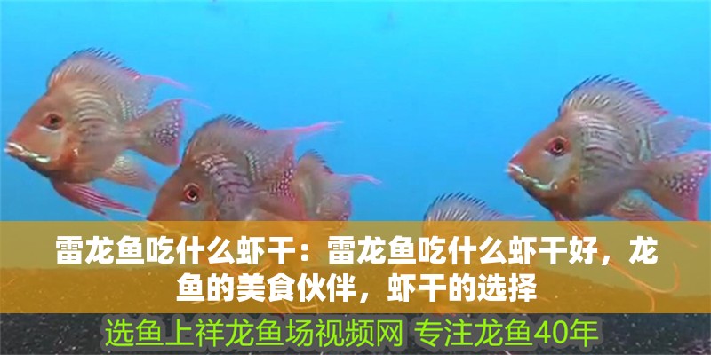 雷龍魚吃什么蝦干：雷龍魚吃什么蝦干好，龍魚的美食伙伴，蝦干的選擇 雷龍魚吃什么蝦干：雷龍魚吃什么蝦干好，龍魚的美食伙伴，蝦干的選擇 水族問答