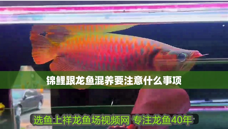 錦鯉跟龍魚混養要注意什么事項