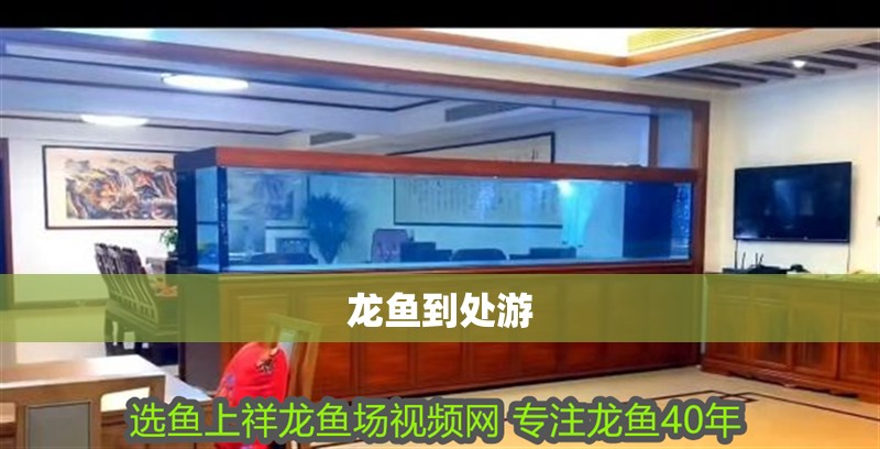 龍魚到處游