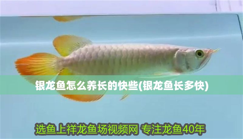 銀龍魚怎么養(yǎng)長的快些(銀龍魚長多快)