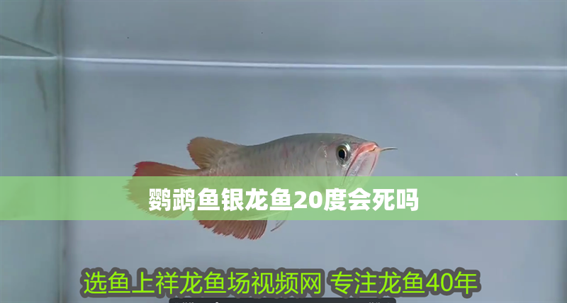 鸚鵡魚銀龍魚20度會死嗎