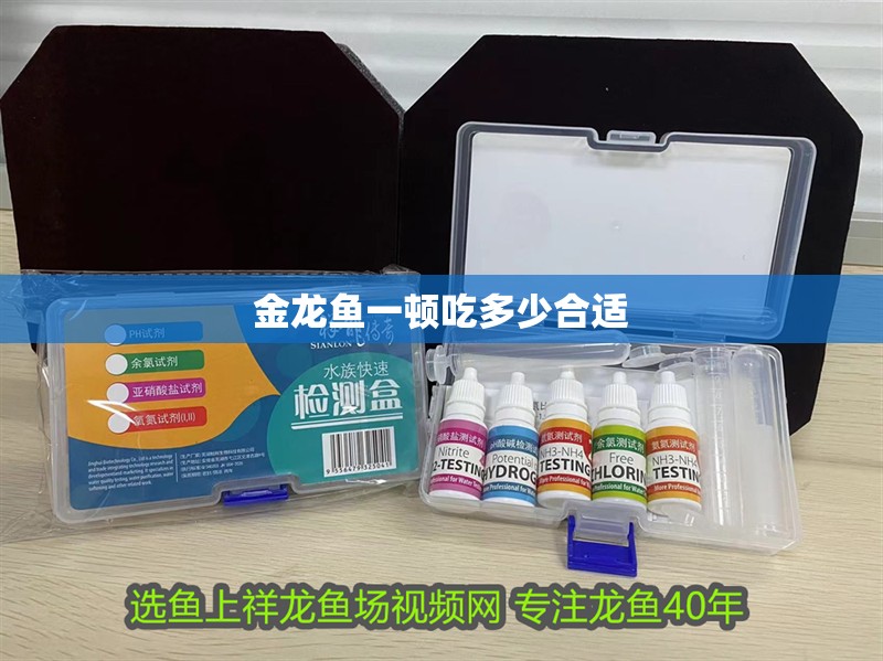 金龍魚一頓吃多少合適