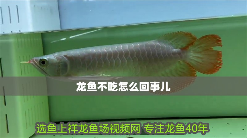 龍魚不吃怎么回事兒 龍魚不吃怎么回事兒 龍魚百科 第2張