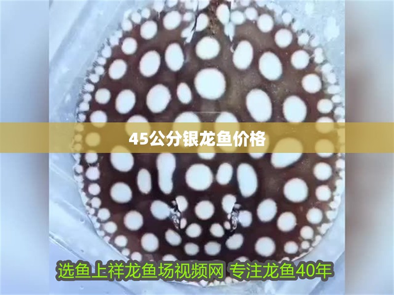 45公分銀龍魚(yú)價(jià)格