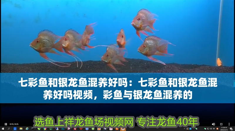 七彩魚和銀龍魚混養(yǎng)好嗎：七彩魚和銀龍魚混養(yǎng)好嗎視頻，彩魚與銀龍魚混養(yǎng)的